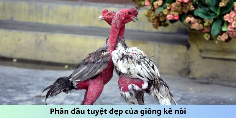 Phần đầu tuyệt đẹp của giống kê nòi